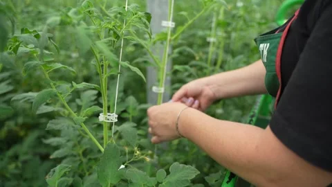 Worker hands carefully tying and supporting tomato plant in modern greenhouse Stock Footage 320401330