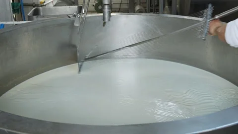 Worker hands cutting the curd in dairy workshop Stock Footage 155260925
