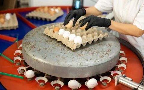 Worker hands in gloves size sorting and labeling fresh chicken eggs on conveyor Stock Photos