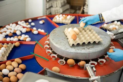 Worker hands in gloves size sorting and labeling fresh chicken eggs on conveyor Stock Photos