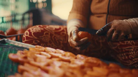 Worker hands peeling persimmon fruit for drying Stock Footage 332122419