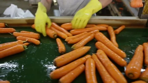 Worker hands picking fresh carrots from automatic machine in food factory Stock Footage 131560717
