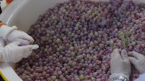Worker hands picking grapes and putting them in a bucket to make wine Stock-Footage 293683479