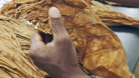 Worker hands showing quality of a dried tobacco leaf Stockbeeldmateriaal 327613956