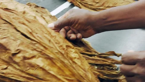 Worker hands sorting raw tobacco leaves on a factory table Видео 327613647