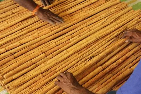 Worker Hands sorting through Raw Cinnamon Sticks - Cinnamon Bark laid out Stock Photos