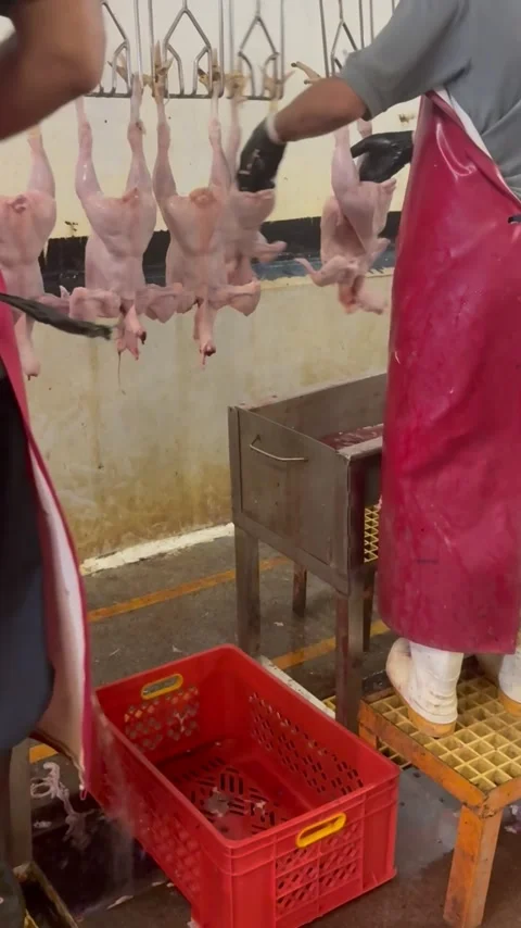 Worker hanging chicken on conveyor line in poultry plant, vertical Stock Footage 345164655