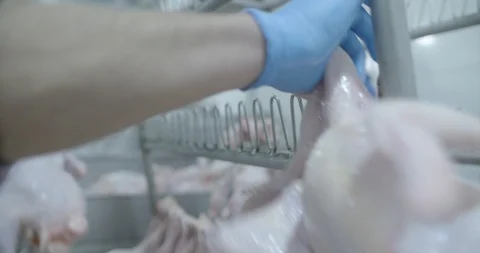 Worker hangs slaughtered chickens inside a chicken slaughterhouse Stock Footage 120166284