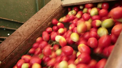 Worker on harvester selecting tomatoes Stock-Footage 30001245
