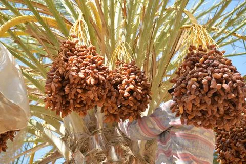 Worker Harvesting Dates in Palm Tree Foto stock