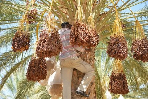 Worker Harvesting Dates in Palm Tree Stock Photos