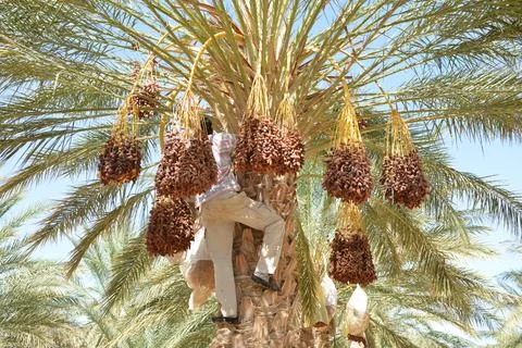 Worker Harvesting Dates in Palm Tree Stock Photos