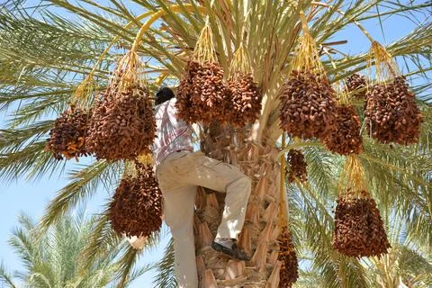 Worker Harvesting Dates in Palm Tree Stock Photos