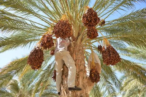 Worker Harvesting Dates in Palm Tree Stock Photos