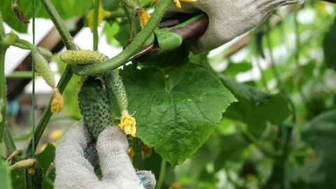 Worker Harvesting Fresh Cucumber With Pruning Shears in Greenhouse Stock-Footage 345292925