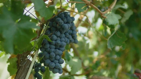 Worker harvesting grapes from the grapevine Stock-Footage 102205113