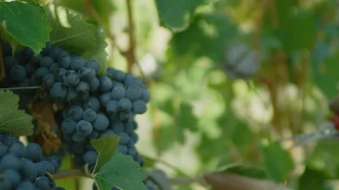 Worker harvesting grapes from the grapevine Stock-Footage 102206050