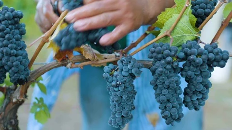 Worker harvesting grapes in vineyard Video stock 87807311
