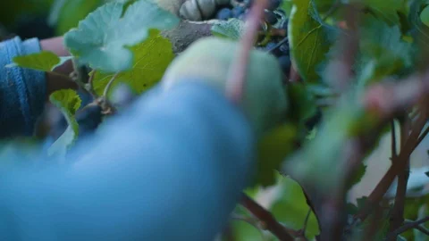 Worker harvesting grapes in vineyard Stock Footage 87808224