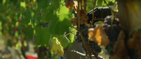Worker harvesting grapes in vineyard Stock-Footage 102203993
