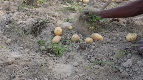 The worker is harvesting potatoes Stock Footage 304059820