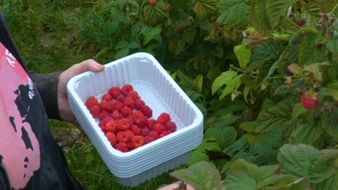 Worker Harvesting Raspberries Into Container at Berry Farm Stock-Footage 345648768