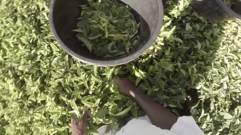 Worker harvesting tea leaves Stock Footage 72984663