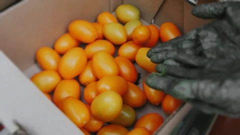 A worker harvests tomatoes in a cardboard box. Stock Footage 277598428