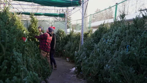 Worker helping couple pick out Christmas tree in market Stock Footage 220184027