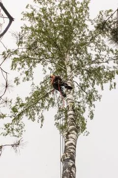 Worker on a high tree dropping branches. Stock Photos