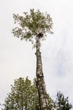 Worker high on a tree. Stock Photos