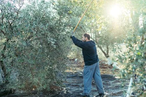 Worker hitting the branches of an olive tree with a wooden stick Stock Photos