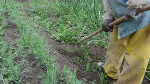 Worker with hoe grub weeds of vegetable seedlings in beds Stock Footage 36052237