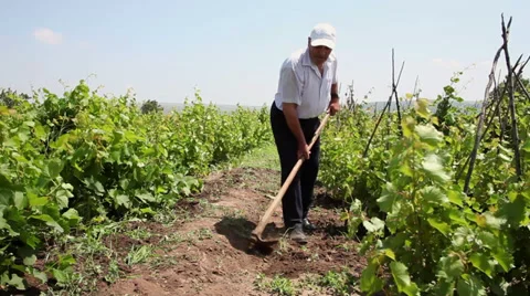 Worker with a hoe weeding in the vineyard, organic farming, farmer working Stock Footage 39497717