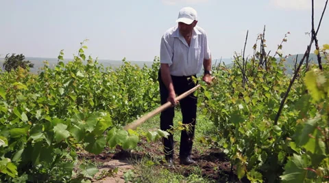 Worker with a hoe weeding in the vineyard, organic farming, farmer working Stock Footage 39497904
