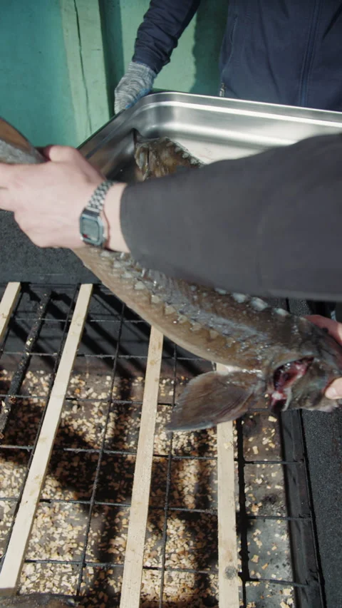 Worker holding large sturgeon over fish tank Stock Footage 306961094