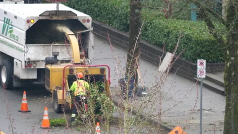 The worker holding a large tree and placing it into a woodchopper machine Video stock 155533166