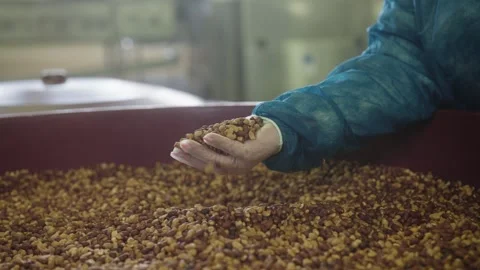 Worker holding peanuts during processing in food factory, quality control and Vidéo 333273819