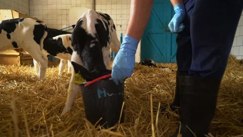 A Worker is holding a small black bucket in front of the calf for the feeding Stock Footage 157294100
