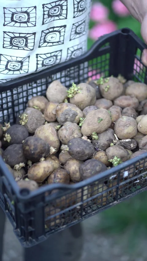 Worker holds black crate of sprouted spoiled potatoes showing poor harvest Stock Footage 341032214