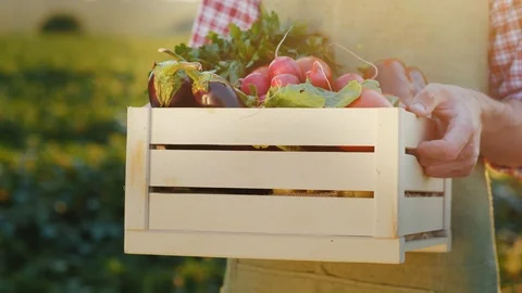 A worker holds a box of vegetables, stands on the field where they were recently Stock Footage 114880601
