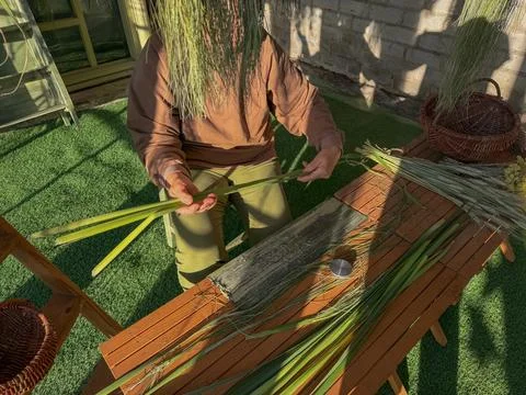 Worker holds bundle of freshly cut cattail and reed stalks while seated at .. Stock-Fotos