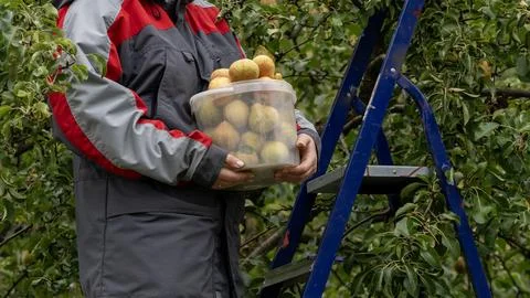 Worker holds a plastic container of apples Stock-Fotos