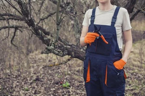 Worker holds pruning shears to cut branches on shrub in garden on clear day. Photos
