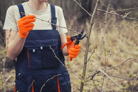 Worker holds pruning shears to cut branches on shrub in garden on clear day. 库存照片