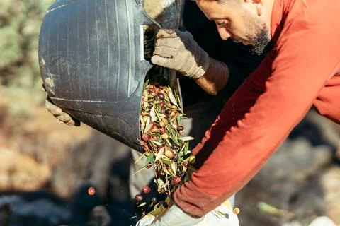 A worker holds a sack while his colleague dumps the olives in a basket into it Stock Photos