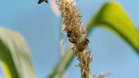 Worker honey bees foraging for pollen on a blooming corn tassel of Zea mays.. Stock Footage 345793194