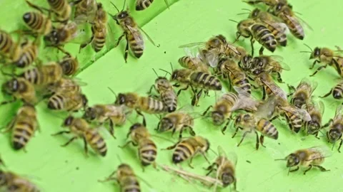 Worker honeybee clustering and communication behavior on hive surface close up Stock Footage 335190429