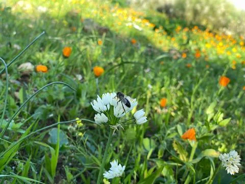 Worker Honeybee Collecting Nectar Stock Photos