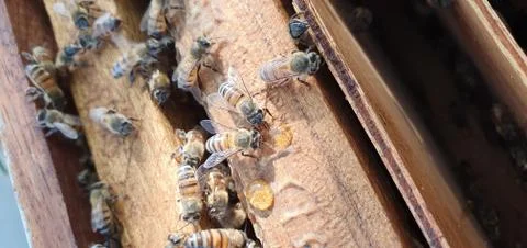 Worker honeybees Foto stock